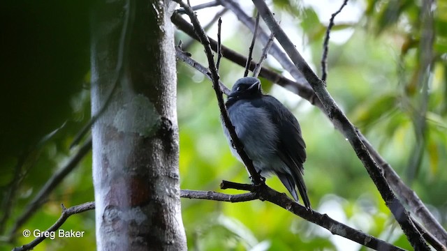 Petroica Gorjinegra - ML201808161