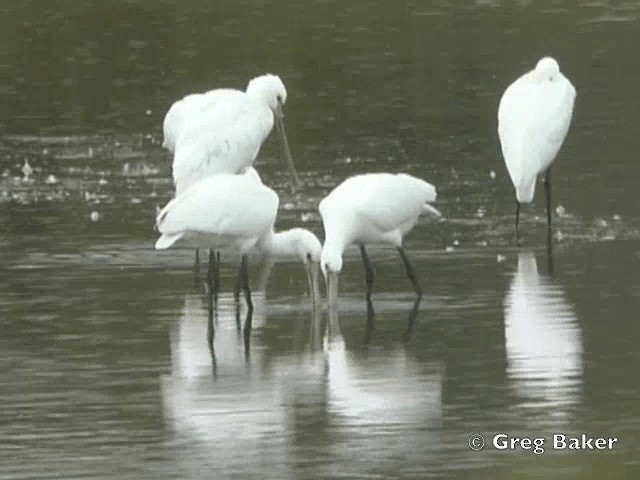 Eurasian Spoonbill - ML201808241