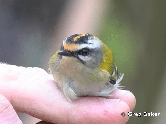 Common Firecrest - ML201808281