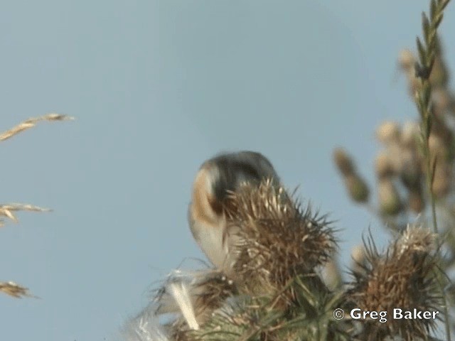 Jilguero Europeo (grupo carduelis) - ML201808341