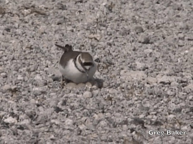 Little Ringed Plover (curonicus) - ML201808401