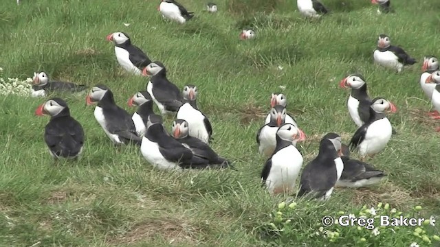 papuchalk severní - ML201808441