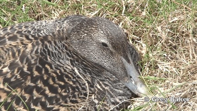 kajka mořská (ssp. mollissima) - ML201808501