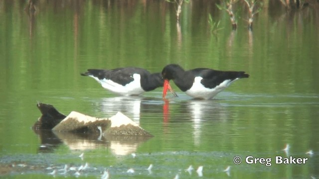 Eurasian Oystercatcher (Western) - ML201808521