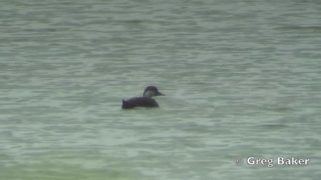 Common Scoter - ML201808531