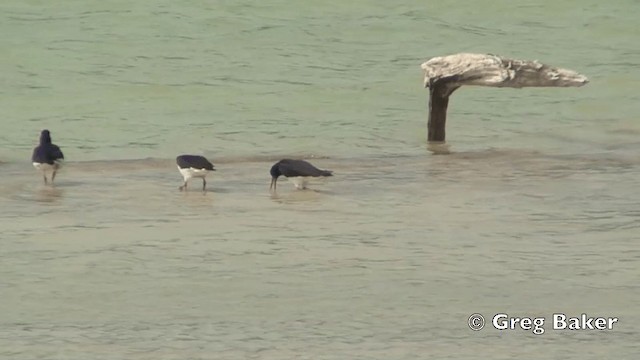 Eurasian Oystercatcher (Western) - ML201808541