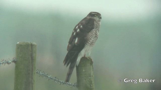 Eurasian Sparrowhawk - ML201808561