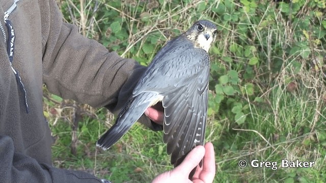 Merlin [aesalon-Gruppe] - ML201808571