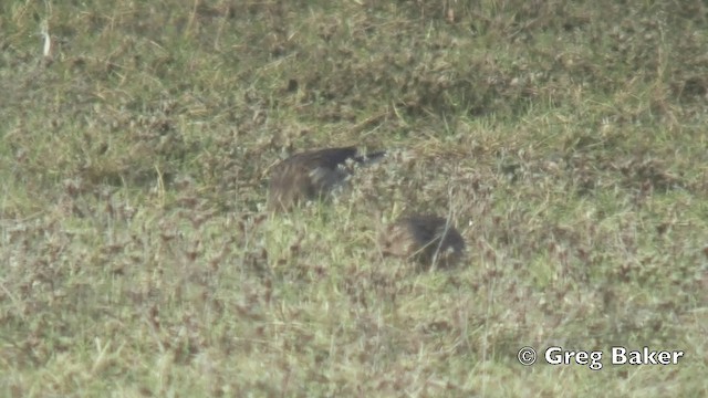 Linotte à bec jaune - ML201808581