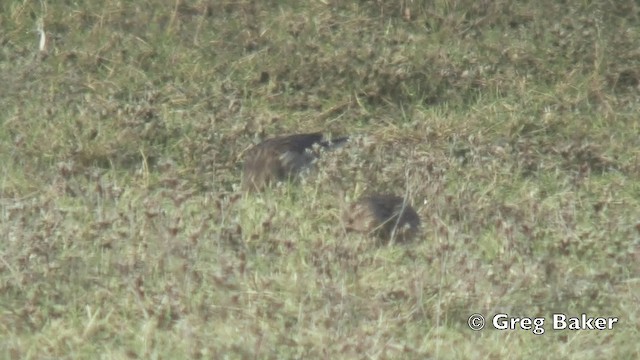 Fanello nordico - ML201808581