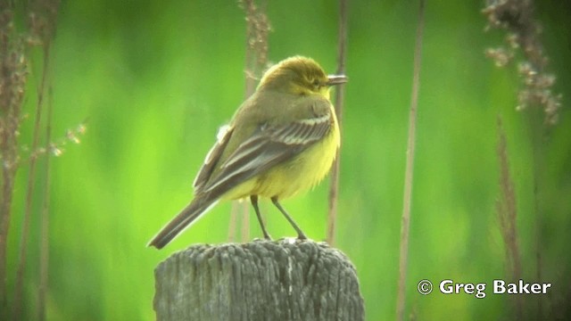 Western Yellow Wagtail (flavissima) - ML201808611