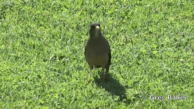 Austral Thrush - ML201808661