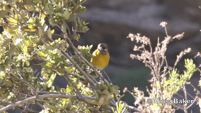 Кордильерский овсяночник (gayi/caniceps) - ML201808681
