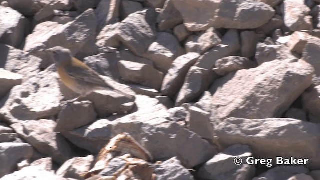 Кордильерский овсяночник (gayi/caniceps) - ML201808691