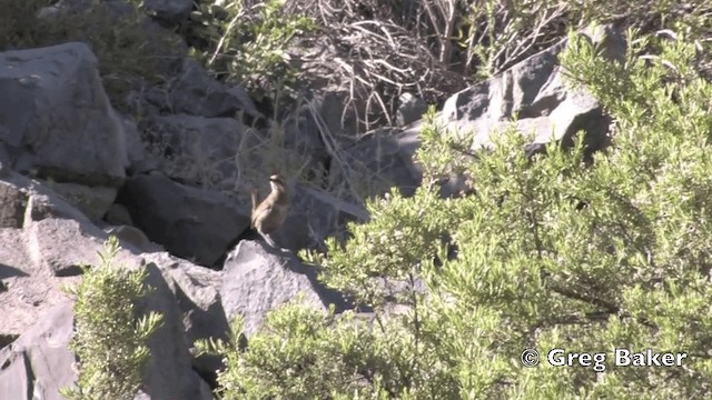 Пастушковый тюрко - ML201808701