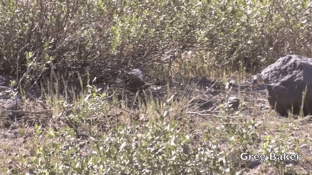 Пастушковый тюрко - ML201808711