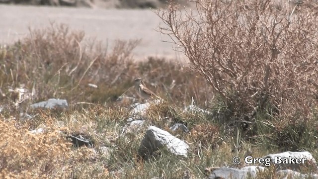 Çizgili Gerdanlı Madenci - ML201808721