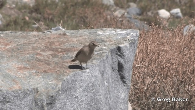 Géositte à ailes rousses - ML201808731