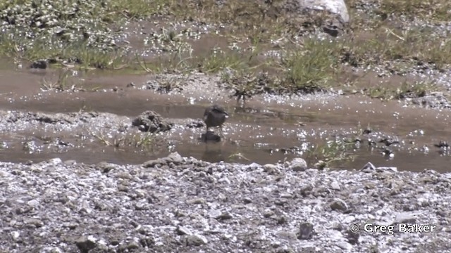 Серобокая трясохвостка - ML201808741