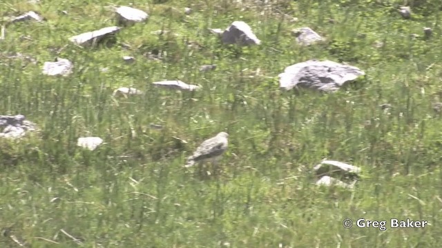 Gray-breasted Seedsnipe - ML201808761