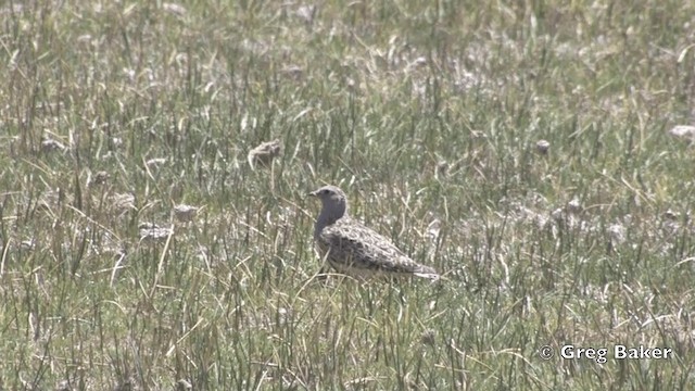 Gray-breasted Seedsnipe - ML201808771