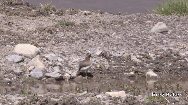 Бекасовидный хрустан - ML201808781