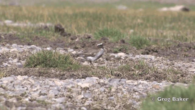 Бекасовидный хрустан - ML201808791