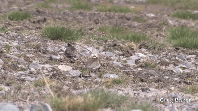 Бекасовидный хрустан - ML201808801