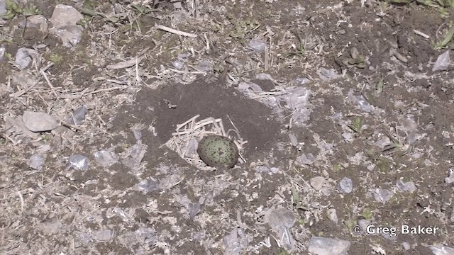 Бекасовидный хрустан - ML201808811