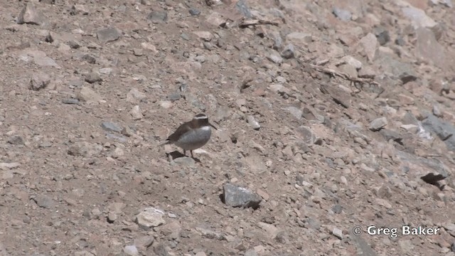 Бекасовидный хрустан - ML201808821