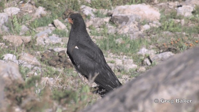 Mountain Caracara - ML201808831