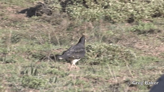 Mountain Caracara - ML201808841