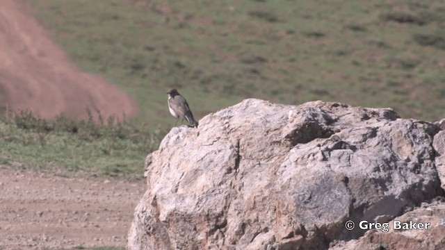 White-browed Ground-Tyrant - ML201808851