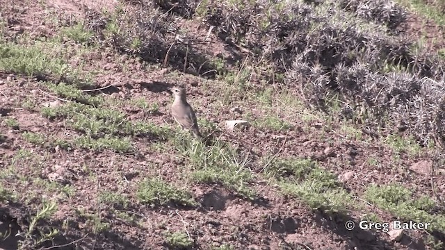 Géositte à ailes rousses - ML201808861