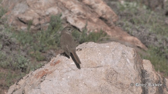 Canastero Pálido - ML201808871