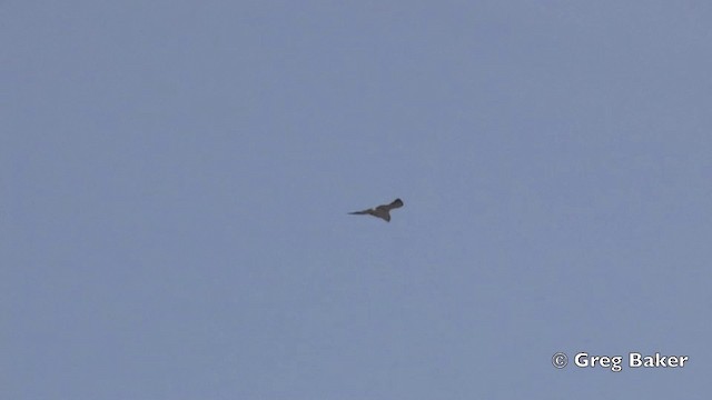 káně proměnlivá (ssp. polyosoma) - ML201808941