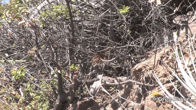 チリーカマドドリ - ML201808951