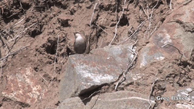 チリーカマドドリ - ML201808961