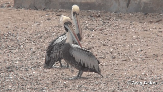 Peruvian Pelican - ML201809011