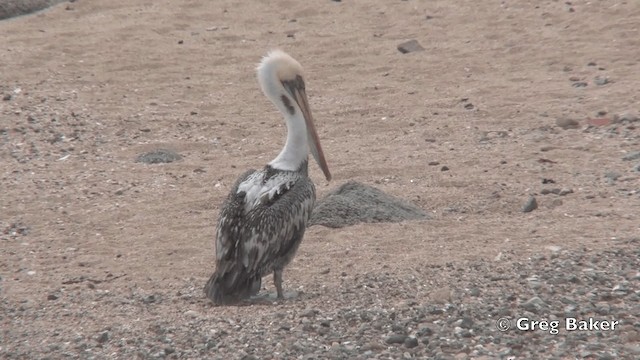 Peruvian Pelican - ML201809021