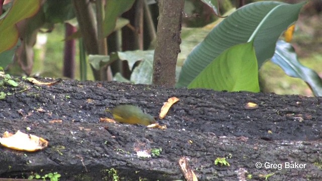 Fulvous-vented Euphonia - ML201809111