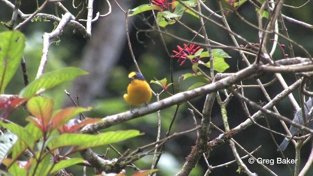 Thick-billed Euphonia (Black-tailed) - ML201809121