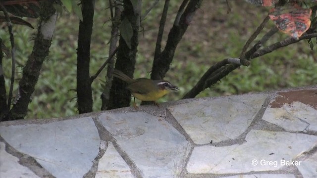 Chestnut-capped Warbler - ML201809161