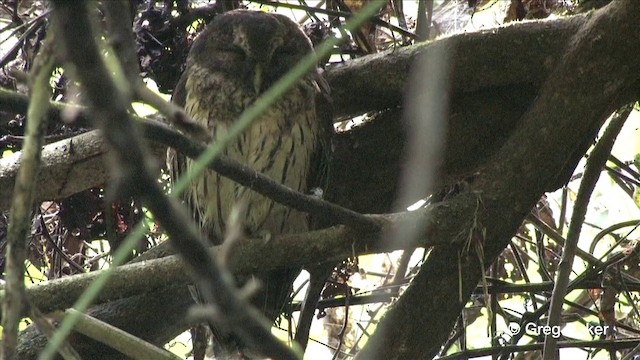 Mottled Owl (Mottled) - ML201809171