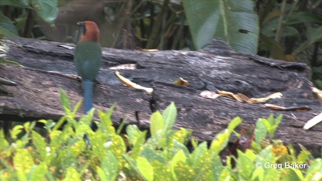 Motmot roux - ML201809191