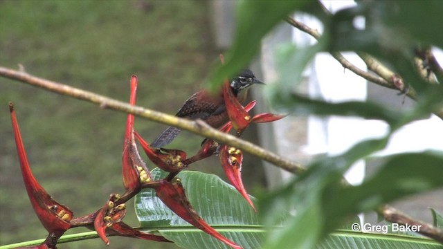 Troglodyte à calotte noire (groupe castaneus) - ML201809221