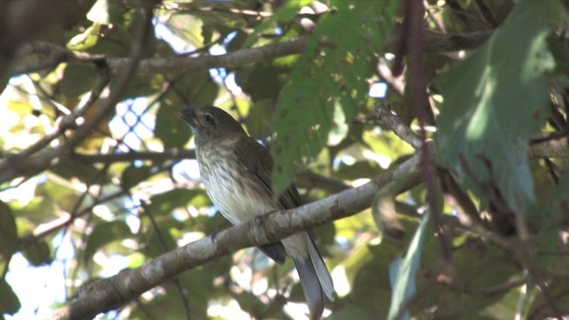 Çizgili Saltator - ML201809281