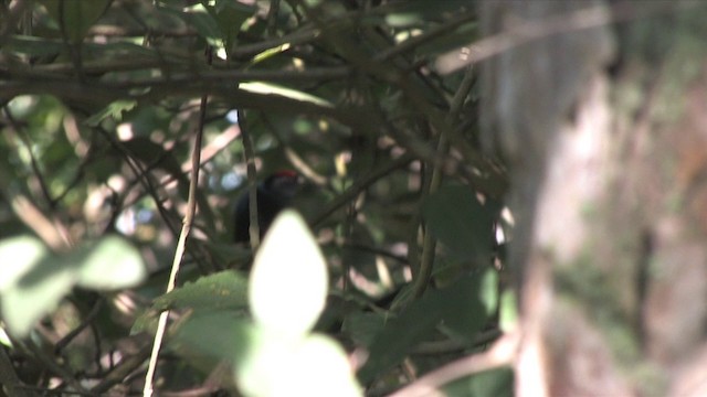 Lance-tailed Manakin - ML201809291