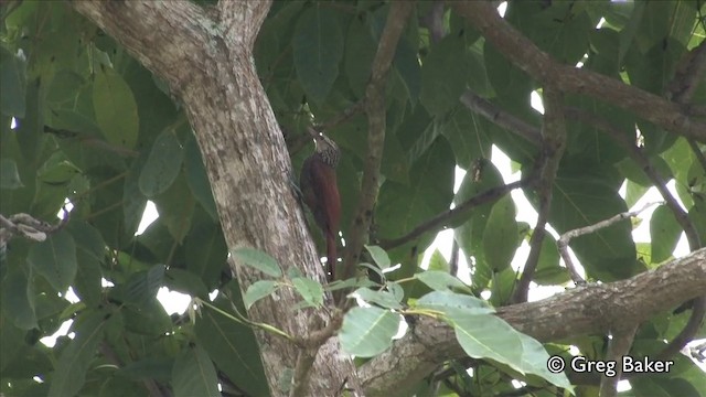 Straight-billed Woodcreeper - ML201809351