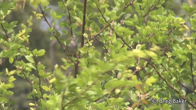 Pale-breasted Spinetail - ML201809371